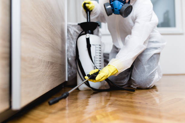 Best Flea Control Services  in Ironton, MO