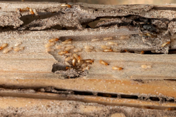 Best Wasp Removal Services  in Ironton, MO